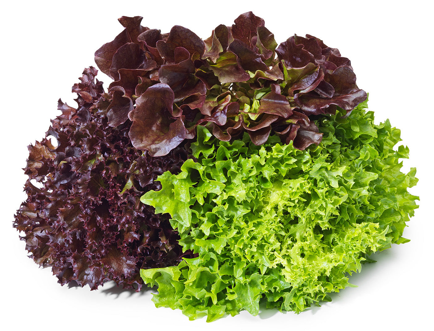 Trio Head Lettuce