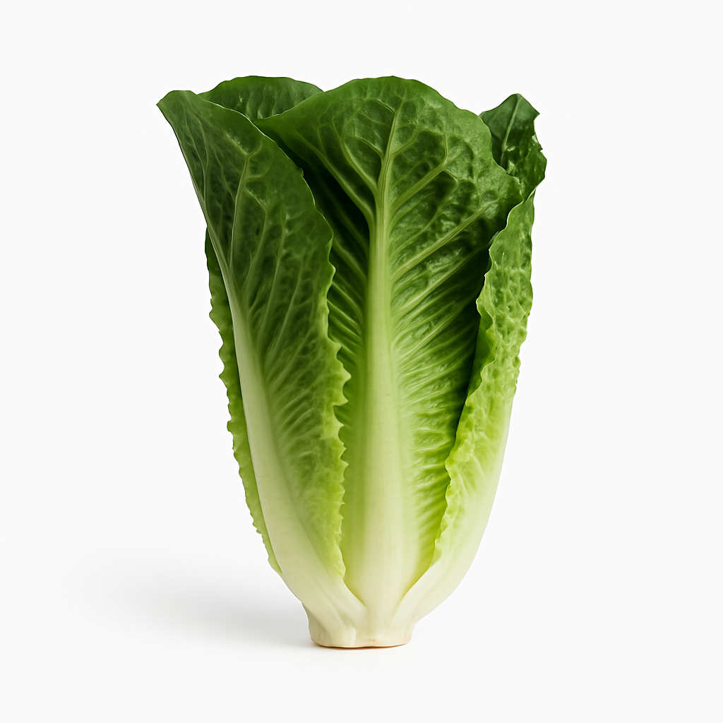 Cos lettuce