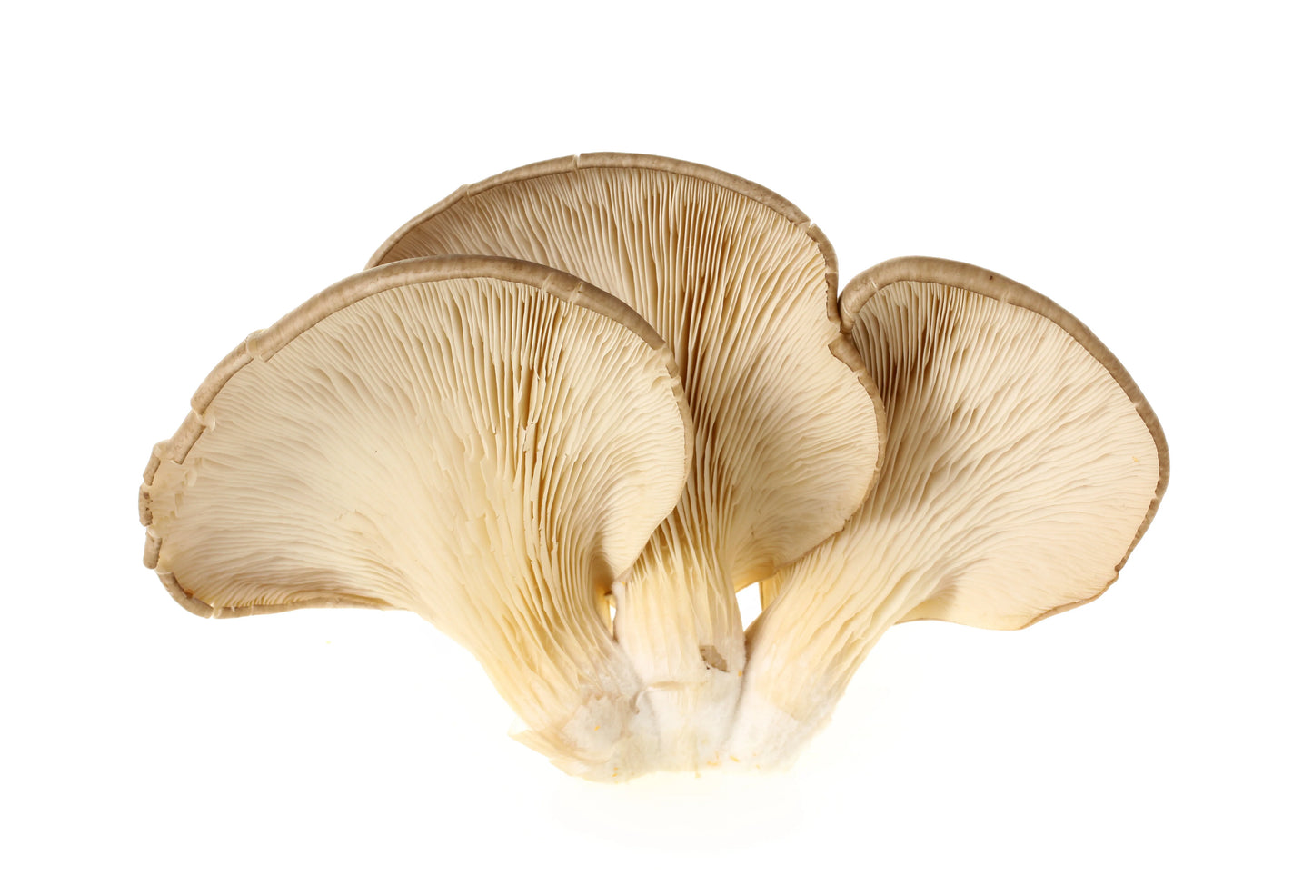 Oyster Mushroom