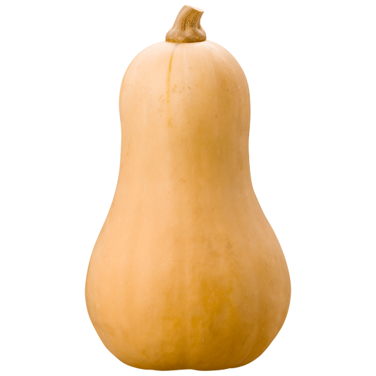 Butternut Squash