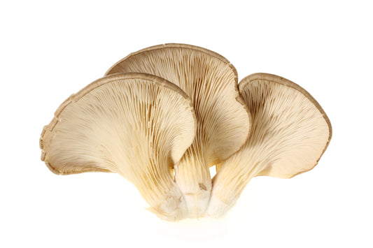 Oyster Mushroom